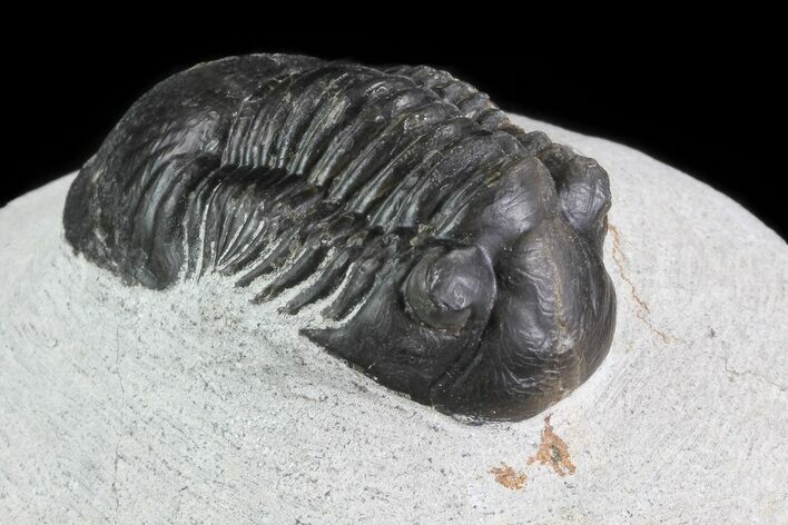 Bargain, Paralejurus Trilobite Fossil - Ofaten, Morocco #80780
